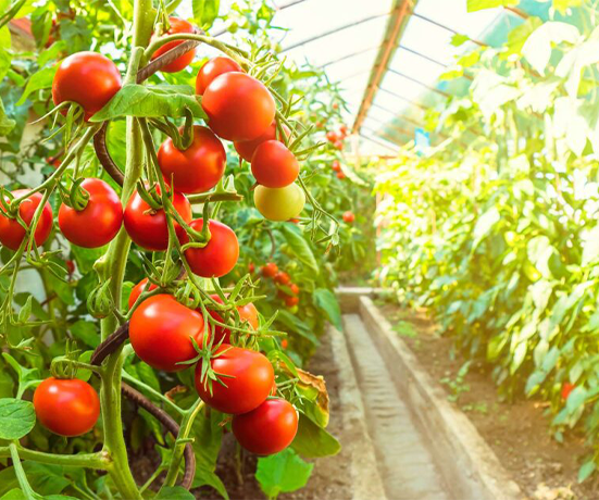 Vivero y Productos de Invernadero